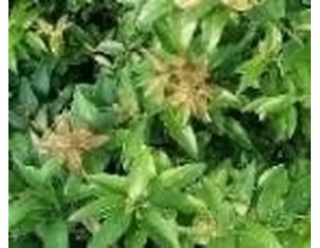 eugenia