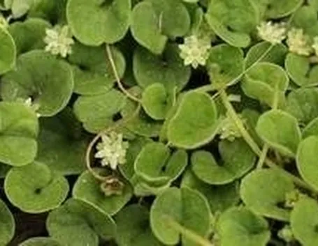 Dichondra