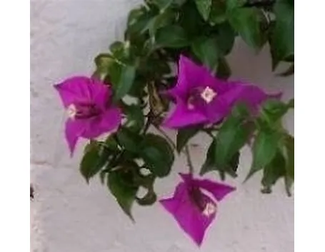 bouganvillee