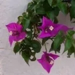 bouganvillee