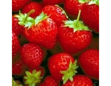 Fragole