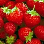 Fragole