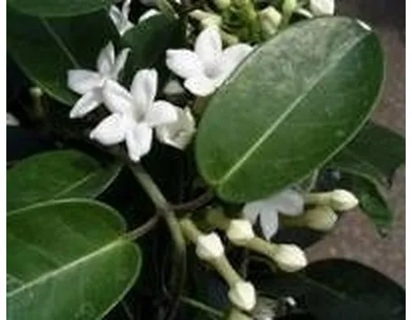gelsomino Madagascar