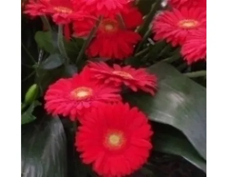 gerbera