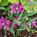 Clarkia
