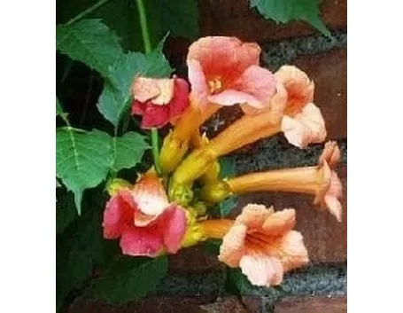 Bignonia