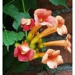 Bignonia