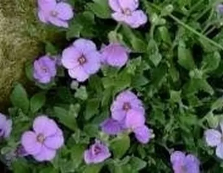 Piante tappezanti da fiore