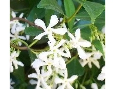 Rincospermum