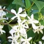 Rincospermum