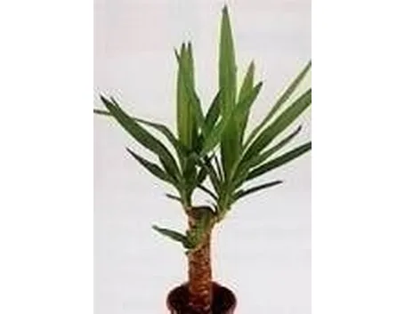 Yucca