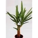 Yucca