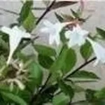 Abelia 