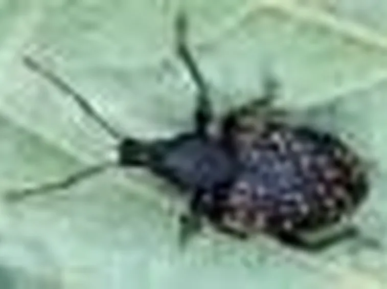 Oziorrinco