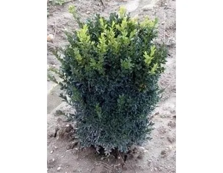 Bosso nano