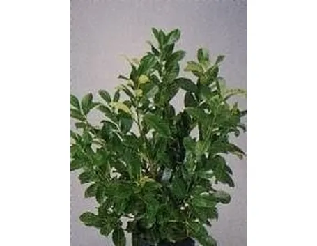 lauroceraso 