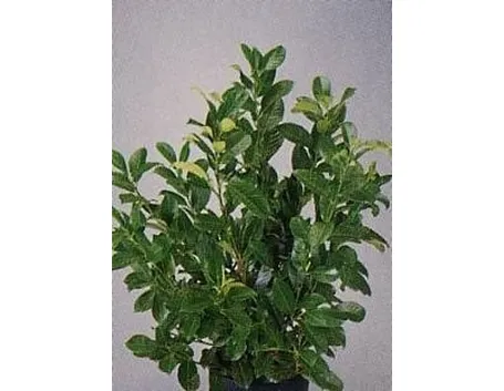 lauroceraso