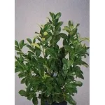 lauroceraso