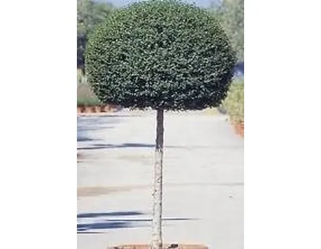 Ligustro a palloncino