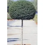 Ligustro a palloncino