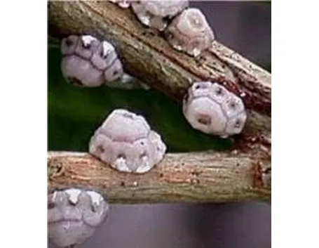 cocciniglia