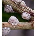 cocciniglia