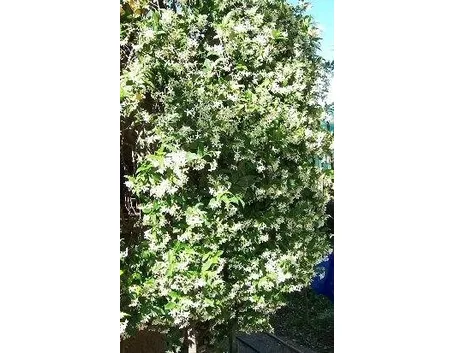 trachelospermum