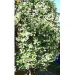 trachelospermum