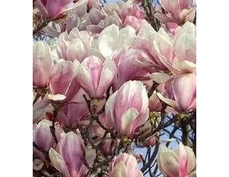 magnolia