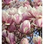 magnolia