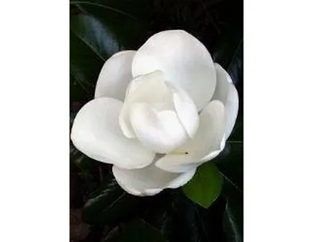 magnolia