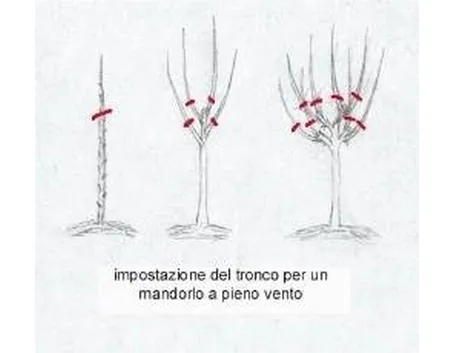 Potatura di formazione
