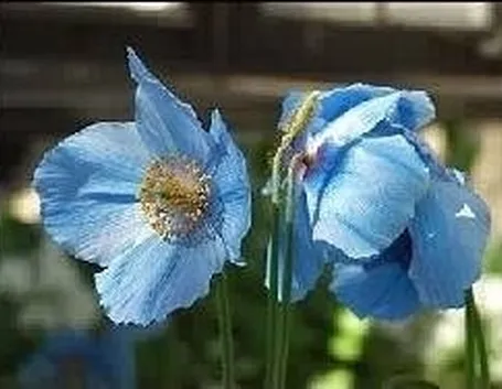Meconopsis