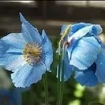 Meconopsis