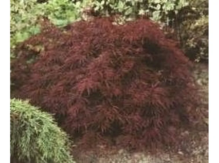 Acero