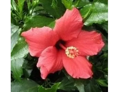 Ibisco