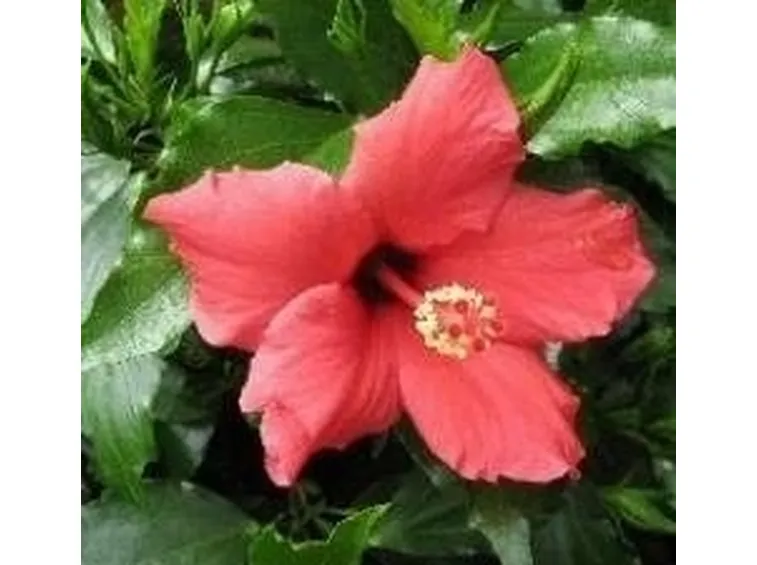Ibisco