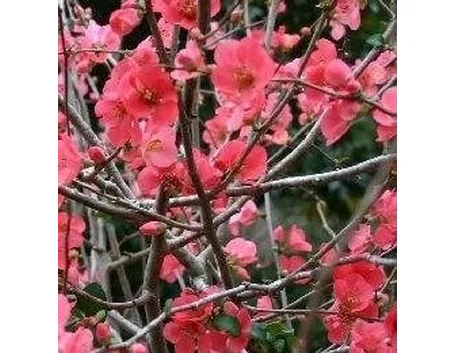 Chaenomeles
