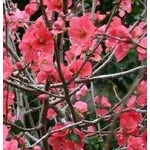Chaenomeles