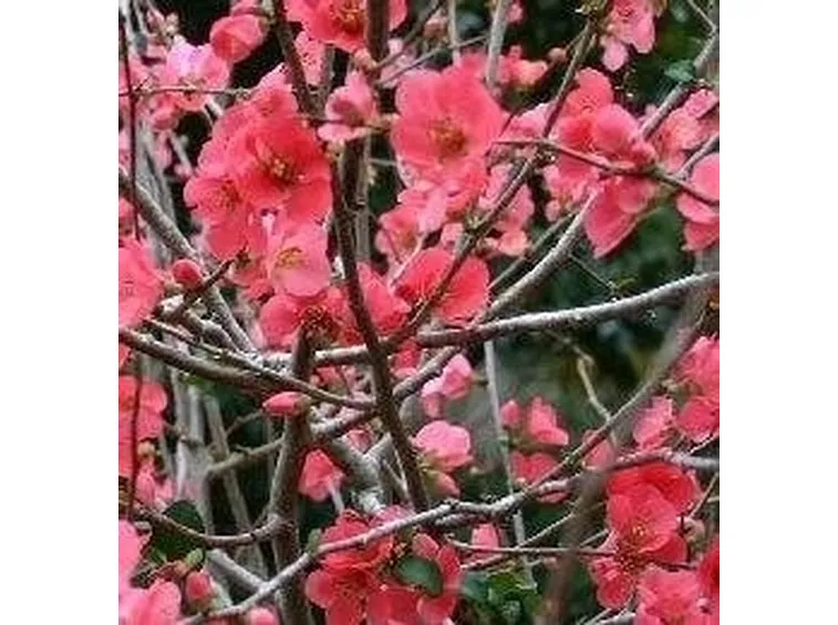 Chaenomeles