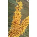 Forsizia