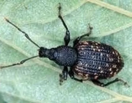 oziorrinco