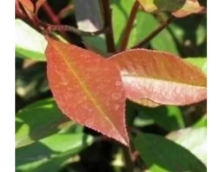 Photinia