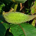 pianta dei pappagalli