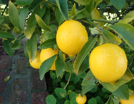 Un frutto di limone