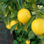 Un frutto di limone