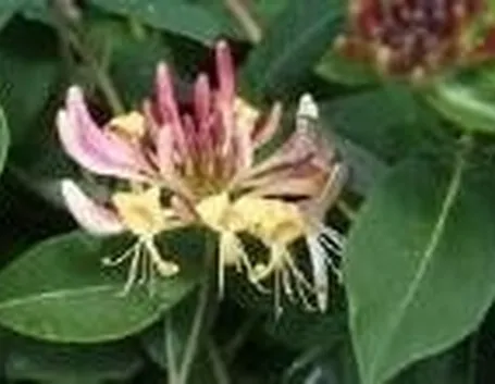 Linicera