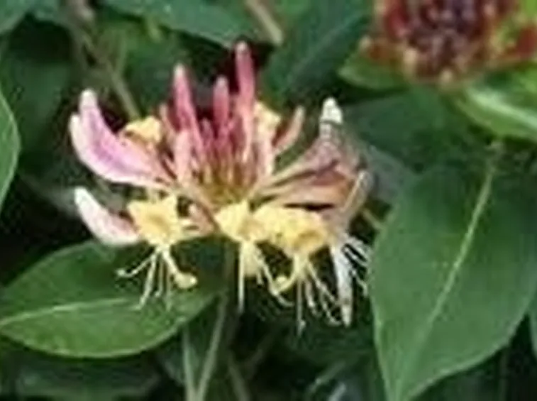 Linicera