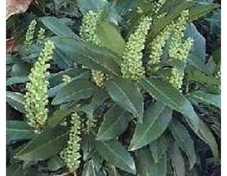 fiori di lauroceraso