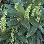 fiori di lauroceraso